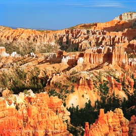 Sea_of_White_Needles