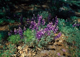 Lilac_Spot