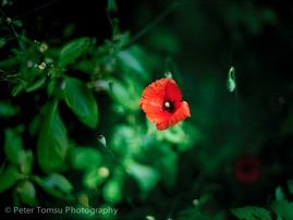 Red_Poppy