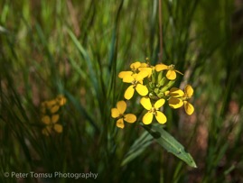 Yellow_on_Dark_Green