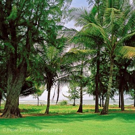 Green_Paradise
