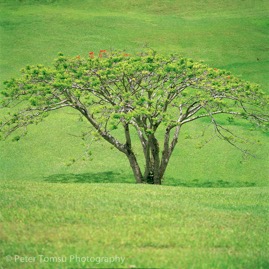 Kauai_Green_Beauty